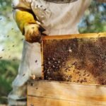beekeeping9
