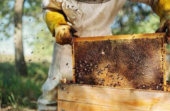 beekeeping9