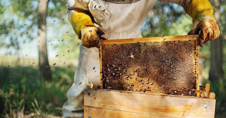 beekeeping9